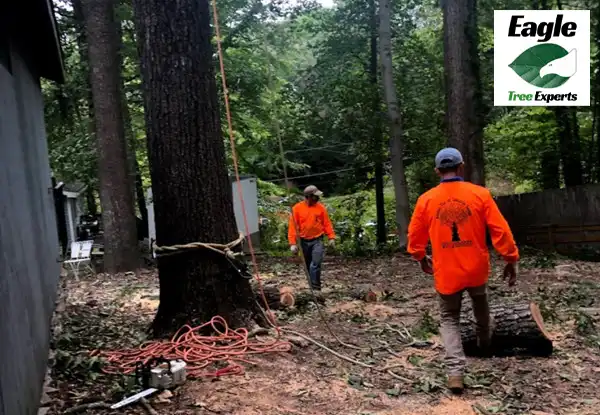 Tree Cutting Company Near Me